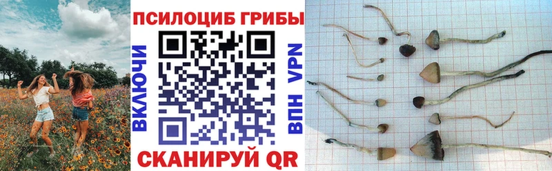 как найти   Усть-Илимск  Галлюциногенные грибы Psilocybe 